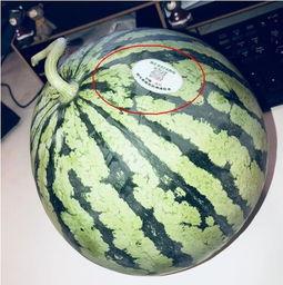 雅典娜网红吃瓜,揭秘娱乐圈吃瓜背后的真相